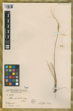 Ejemplar Stipa psylantha Speg.