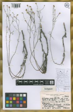 Ejemplar Gutierrezia isernii (Phil.) Phil. var. nivea Ratto & Adr. Bartoli