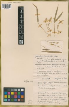Ejemplar Bambusa trinii Nees
