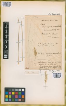 Ejemplar Calamagrostis nitidula Pilg. var. macrantha Pilg.