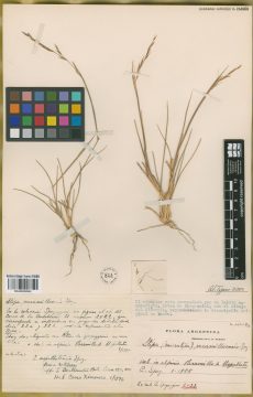 Ejemplar Stipa paramilloensis Speg.