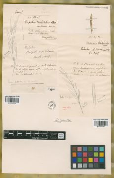 Ejemplar Paspalum trachycoleon Steud.