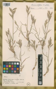 Ejemplar Bromus setifolius J. Presl var. pictus (Hook. f.) Skottsb.