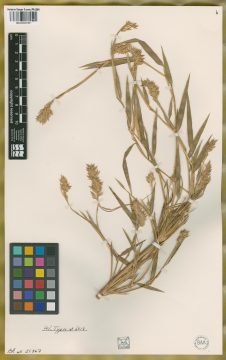 Ejemplar Chusquea culeou E. Desv. fo. longiramea Parodi