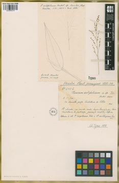 Ejemplar Panicum subglobosum Hack.