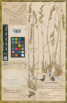 Ejemplar Festuca gracillima Hook. f. subvar. pallescens St.-Yves