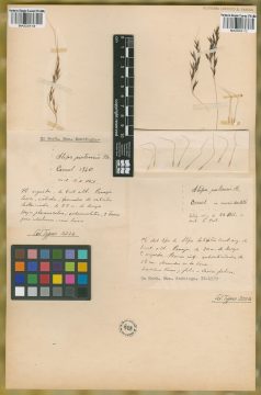 Ejemplar Stipa pratensis Phil.