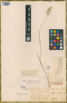Ejemplar Phalaris colchaguensis Phil.