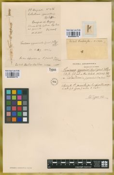 Ejemplar Colaetaenia gynerioides Griseb.