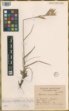 Ejemplar Bromus setifolius J. Presl var. brevifolius Nees