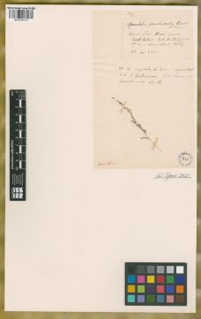 Ejemplar Sporobolus pseudairoides Parodi