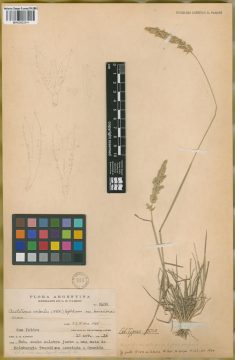 Ejemplar Chaetotropis imberbis (Phil.) Björkman var. bonariensis Nicora