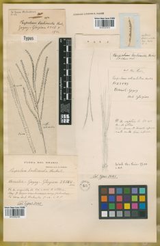 Ejemplar Paspalum barbinode Hack.