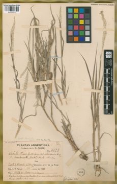 Ejemplar Digitaria californica (Benth.) Henrard