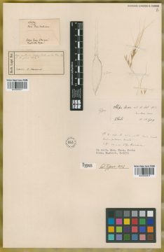 Ejemplar Stipa laxa E. Desv.