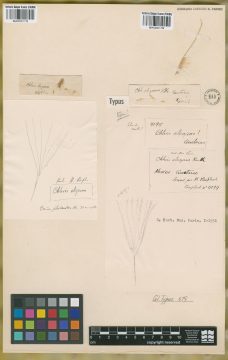 Ejemplar Chloris elegans Kunth