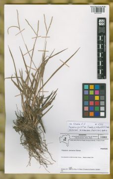 Ejemplar Paspalum giuliettiae Pimenta, G. H. Rua & R.P. Oliveira