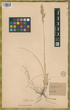 Ejemplar Poa patagonica Phil.