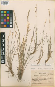 Ejemplar Bromus setifolius J. Presl