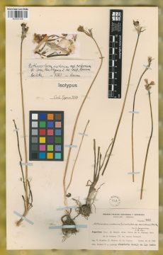 Ejemplar Nothoscordum inodorum (Aiton) G. Nicholson subsp. nocturnum Ravenna