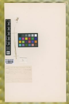 Ejemplar Danthonia chilensis E. Desv. var. glabriflora Nicora