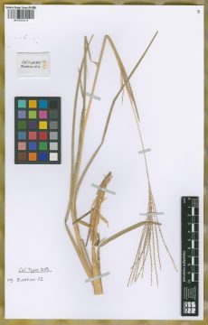 Ejemplar Paspalum gregoriense Mez