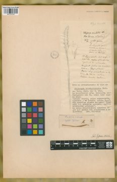 Ejemplar Polygonon breviaristatus Phil.