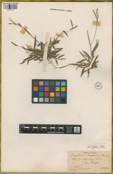 Ejemplar Paspalum lepidum Chase