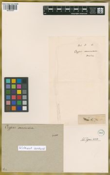 Ejemplar Crypsis macroura Kunth