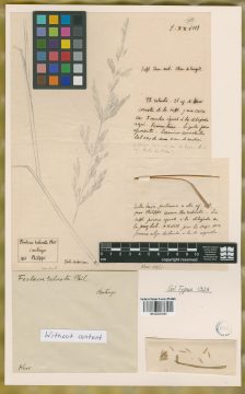 Ejemplar Festuca robusta Phil.