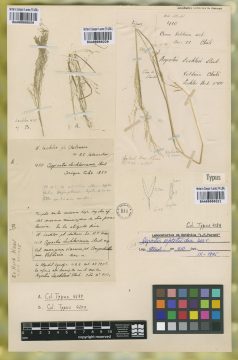 Ejemplar Agrostis lechleri Steud.