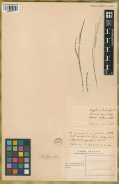 Ejemplar Panicum tridactylum Phil.