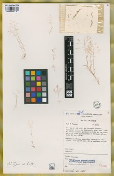 Ejemplar Hubbardochloa gracilis P. Auquier