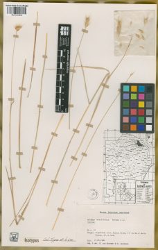 Ejemplar Hordeum erectifolium Bothmer, N. Jacobsen & R.B. Jørg.