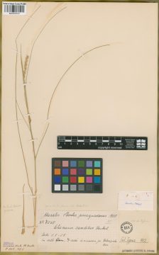 Ejemplar Elionurus candidus (Trin.) Hack.