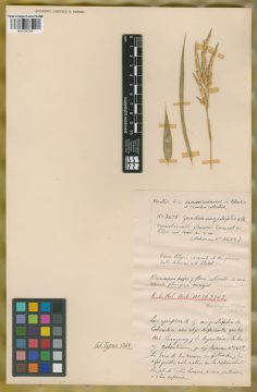 Ejemplar Guadua angustifolia Kunth
