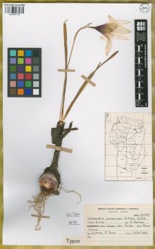 Ejemplar Habranthus sanavirone G. Roitman, J.A. Castillo, G. Gourn & Uria