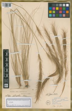 Ejemplar Stipa filifolia Nees