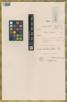 Ejemplar Oryza sativa L. var. elongata Desv.
