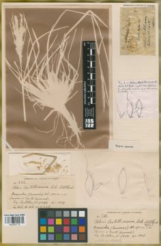 Ejemplar Chloris castilloniana Lillo & Parodi