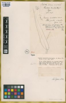 Ejemplar Panicum doellii Mez