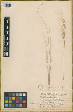Ejemplar Aristida pallens Cav. var. macrochaeta Hack.
