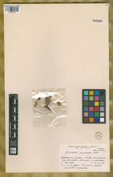 Ejemplar Grindelia pygmaea Cabrera