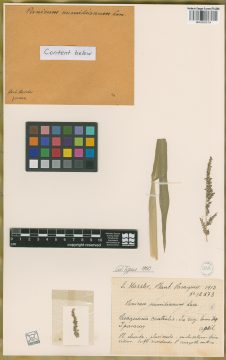 Ejemplar Panicum numidianum Lam.