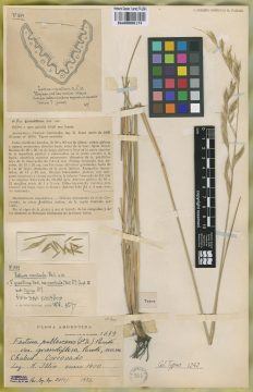 Ejemplar Festuca pallescens (St.-Yves) Parodi var. grandiflora Parodi