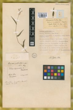 Ejemplar Panicum protractum Mez