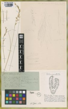 Ejemplar Festuca pallescens (St.-Yves) Parodi var. foliosa Parodi
