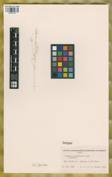 Ejemplar Agrostis idahoensis Nash