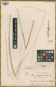 Ejemplar Stipa brachychaetoides Speg.