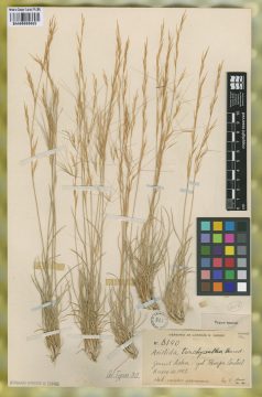 Ejemplar Aristida trachyantha Henrard